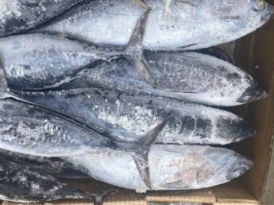 冷冻炸弹鱼 鲣鱼 三点鲣 宠物食品原料 罐头原料 批发图3