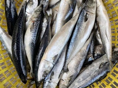 冷冻鲭鱼 青花鱼 青占鱼 罐头原料 烧烤原料 批发图3