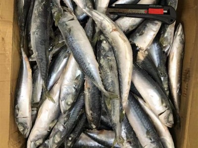 冷冻鲭鱼 青花鱼 青占鱼 罐头原料 烧烤原料 批发图5