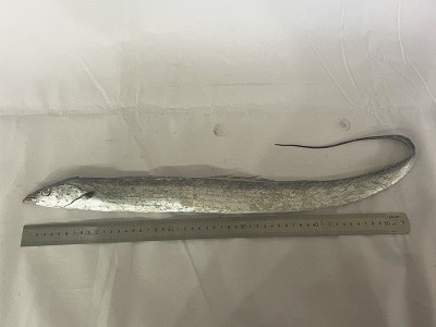 舟山东海雷达网带鱼眼睛新鲜液氮冷冻野生刀鱼油带鱼包装整箱批发图4