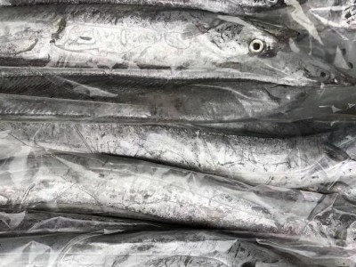 舟山东海雷达网带鱼眼睛新鲜液氮冷冻野生刀鱼油带鱼包装整箱批发图2
