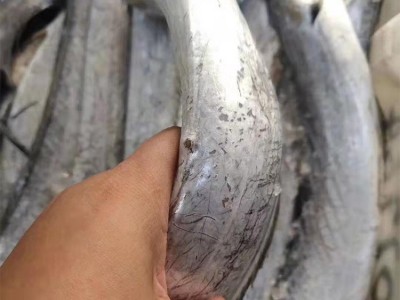 舟山东海雷达网带鱼眼睛新鲜液氮冷冻野生刀鱼油带鱼包装整箱批发图3