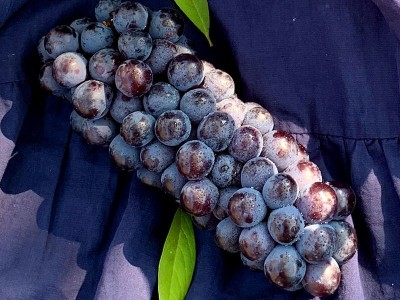 5斤顺丰云南夏黑葡萄整串应季新鲜无籽葡萄现摘葡萄多汁水果整箱图2