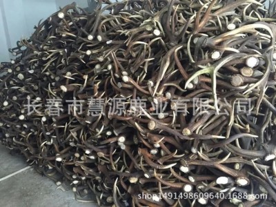 长春市慧源鹿业批发鹿角 马鹿角 大货供应 鹿产品 货源充足图2