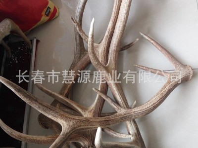 长春市慧源鹿业批发鹿角 马鹿角 大货供应 鹿产品 货源充足图3
