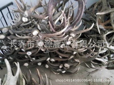 长春市慧源鹿业批发鹿角 马鹿角 大货供应 鹿产品 货源充足图5