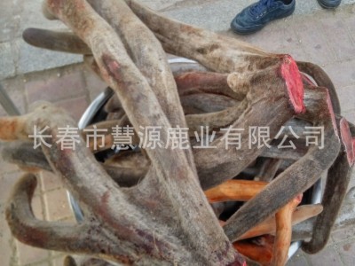 长春市慧源鹿业鹿场批发鲜马鹿茸 鹿茸片 鹿茸粉 鹿产品 手续齐全图6
