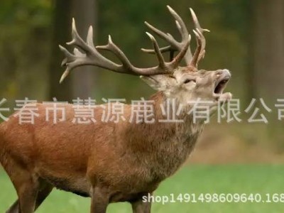 长春市慧源鹿业鹿场批发鲜马鹿茸 鹿茸片 鹿茸粉 鹿产品 手续齐全图3