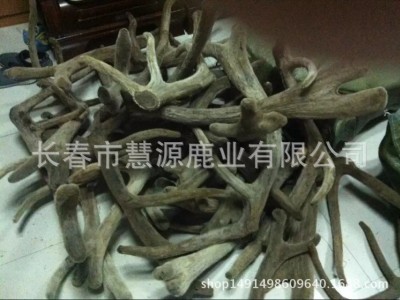 长春市慧源鹿业批发整枝马鹿茸 二杠茸 三岔茸 投料茸 手续全图5