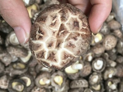 福建古田家食用菌花 散装500g特选小香菇椴木蘑菇干花菇源头厂家图5