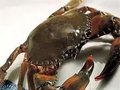 缅甸蟹 餐饮螃蟹采购 鲜活水产 量大价优 库存充足图4