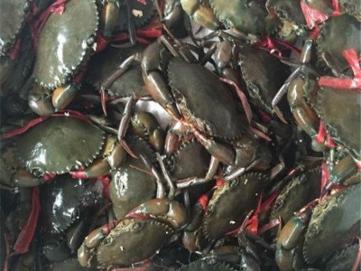 缅甸蟹 餐饮螃蟹采购 鲜活水产 量大价优 库存充足图3