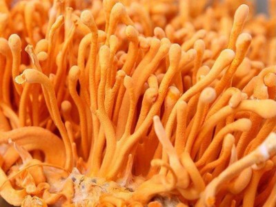 虫草花大量批发 500克虫草花干货新货 虫草花散装排草图3