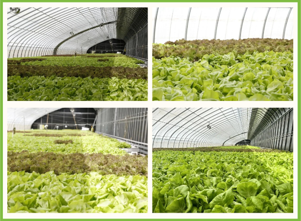 京瓦温室园艺示范园高科技加持，助力蔬菜品质升级1