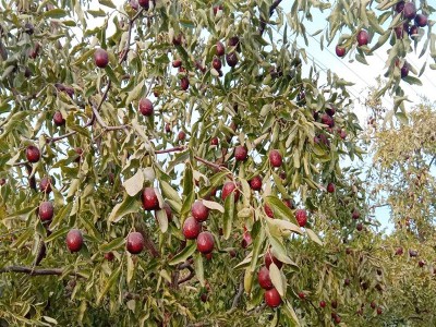 灰枣整箱20斤未清洗吊干土枣零食干果年货新疆特产批发若羌小灰枣图5