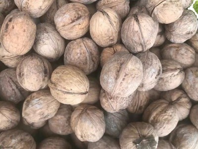 新货坚果零食代发纸皮核桃手捏即开产地货源新疆特产薄皮核桃批发图6