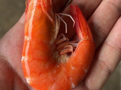 盐田虾盐田香虾盐田熟虾南美白对虾白灼虾图2
