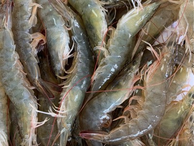5060南美白对虾，盐田大虾，冻虾图4