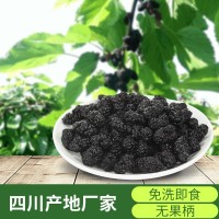 A级23年新货桑葚干食用免洗四川黑桑葚子无沙桑椹干果茶散装批发