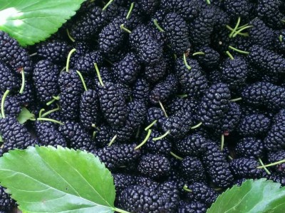 A级23年新货桑葚干食用免洗四川黑桑葚子无沙桑椹干果茶散装批发图3