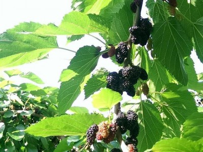 B级零售23年新货桑葚干四川产地免洗无沙食用黑桑椹果子袋装批发图3