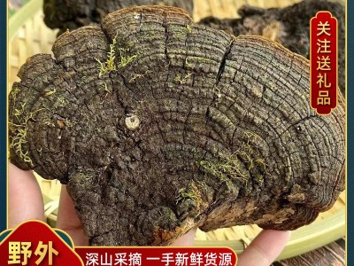西藏桑黄 产地直供 网红 抖音直播同款 散装桑黄 可切块 桑黄批发图2