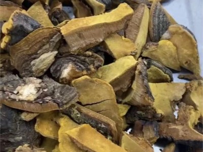 西藏桑黄 产地直供 网红 抖音直播同款 散装桑黄 可切块 桑黄批发图4