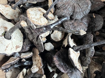 山东 聊城黑灵芝 产地直供 规格多样 金边灵芝 直播同款 黑灵芝图2