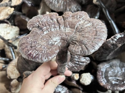 山东 聊城黑灵芝 产地直供 规格多样 金边灵芝 直播同款 黑灵芝图4