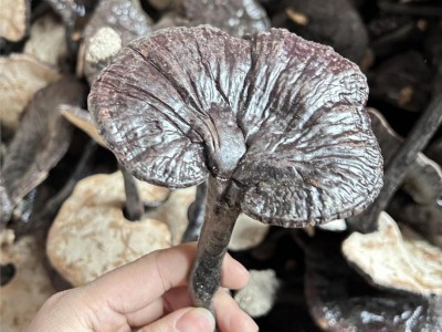 山东 聊城黑灵芝 产地直供 规格多样 金边灵芝 直播同款 黑灵芝图5