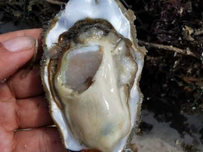 生蚝鲜活批发原产地一手货源山东海鲜水产新鲜生蚝肉牡蛎图4