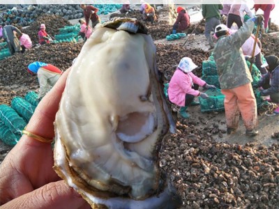 生蚝鲜活批发原产地一手货源山东海鲜水产新鲜生蚝肉牡蛎图2