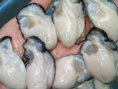 生蚝肉 鲜活现剥生蚝 去壳无沙海蛎牡蛎肉罐装500g餐厅食材图3