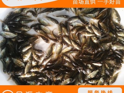 批发罗非鱼苗 新吉富罗非鱼苗 单性罗非鱼苗 福寿鱼 量大优惠图2