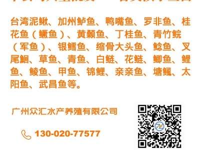 红罗非鱼苗 彩虹鲷苗 红鱼苗 大量批发淡水养殖鱼苗图2