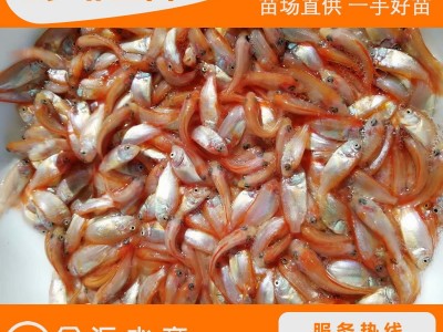 红罗非鱼苗 彩虹鲷苗 红鱼苗 大量批发淡水养殖鱼苗图3