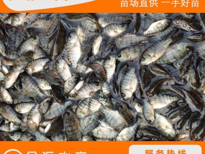 罗非鱼苗 新吉富罗非鱼 奥尼罗非鱼 海南一号 福寿鱼苗 非洲鲫图2