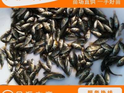罗非鱼苗 新吉富罗非鱼 奥尼罗非鱼 海南一号 福寿鱼苗 非洲鲫图3