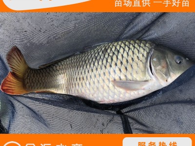 批发鲤鱼苗 建鲤苗 全鳞鲤鱼苗 稻田鲤 工程鲤 淡水养殖图2