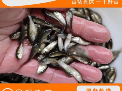 批发鲤鱼苗 建鲤苗 全鳞鲤鱼苗 稻田鲤 工程鲤 淡水养殖图3