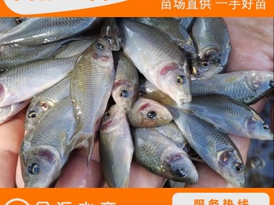 禾花鲤鱼苗 乌鲤 禾花鱼苗 荷花鲤 放生鱼苗 稻田鲤鱼苗图3