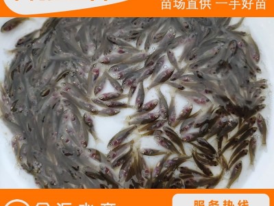 禾花鲤鱼苗 乌鲤 禾花鱼苗 荷花鲤 放生鱼苗 稻田鲤鱼苗图2