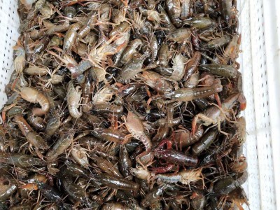 淡水小龙虾种苗 龙虾基地直销高成活率优质小龙虾 鲜活小龙虾苗图4
