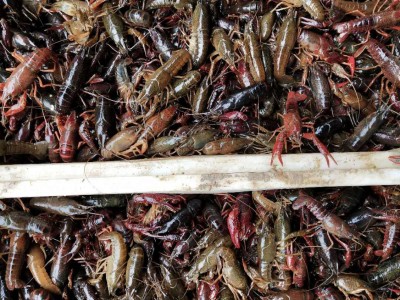 淡水小龙虾种苗 龙虾基地直销高成活率优质小龙虾 鲜活小龙虾苗图2