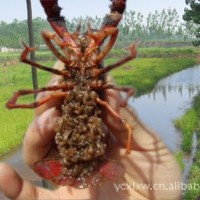 鲜活水产品养殖 宜城大虾虾苗、小龙虾种苗直供