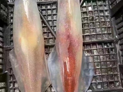 福建东山岛 手钓大管 鱿鱼 枪鱿鱼 海鲜冷冻水产 食用农产品图3