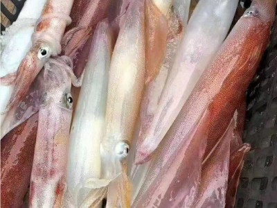 福建东山 船冻大管 火箭鱿鱼 枪鱿鱼 海鲜冷冻水产 食用农产品图2