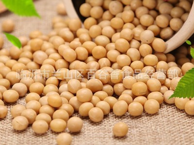 厂家直批低温烘焙熟黄豆磨粉现磨豆浆大豆五谷杂粮批发原料加工图2