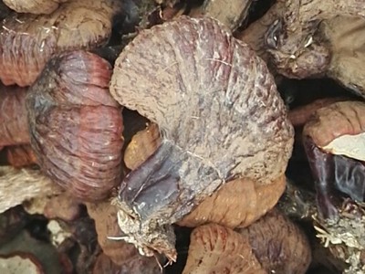 长白山东北特产松杉灵芝 东北特产批发松杉灵芝白心白肉灵芝松杉图4