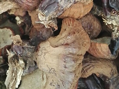长白山东北特产松杉灵芝 东北特产批发松杉灵芝白心白肉灵芝松杉图5